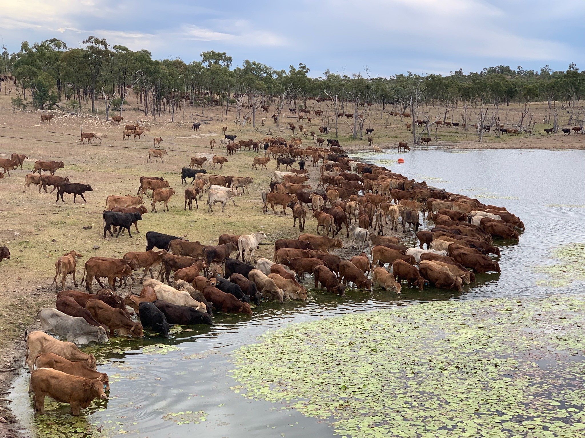 Cattle drinking at a water point in Central Queensland