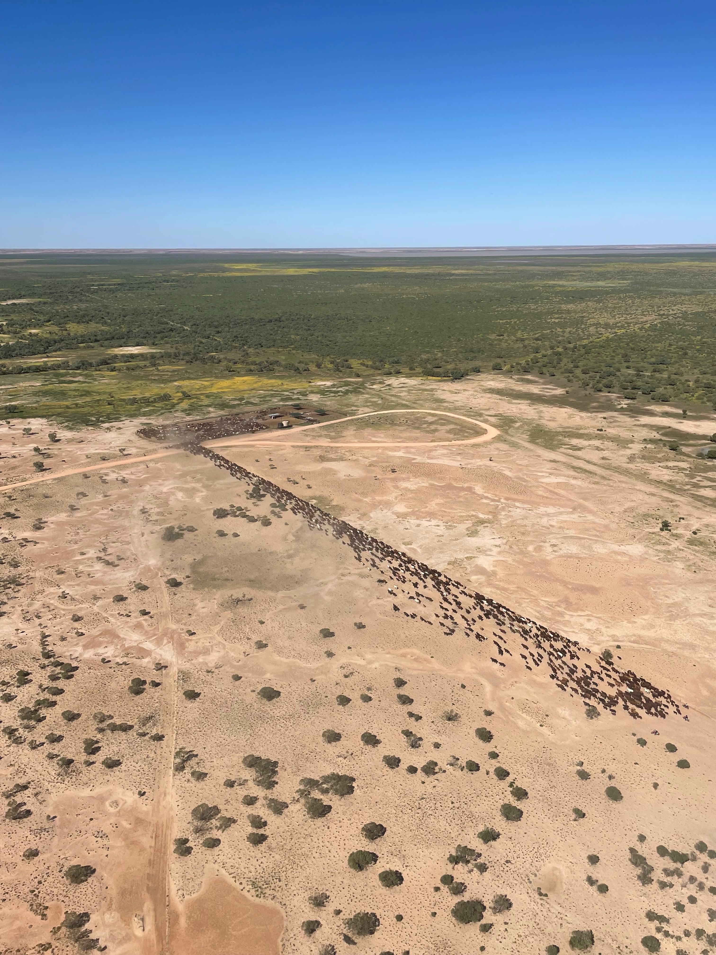 Aerial view of cattle in the Central Queensland landscape