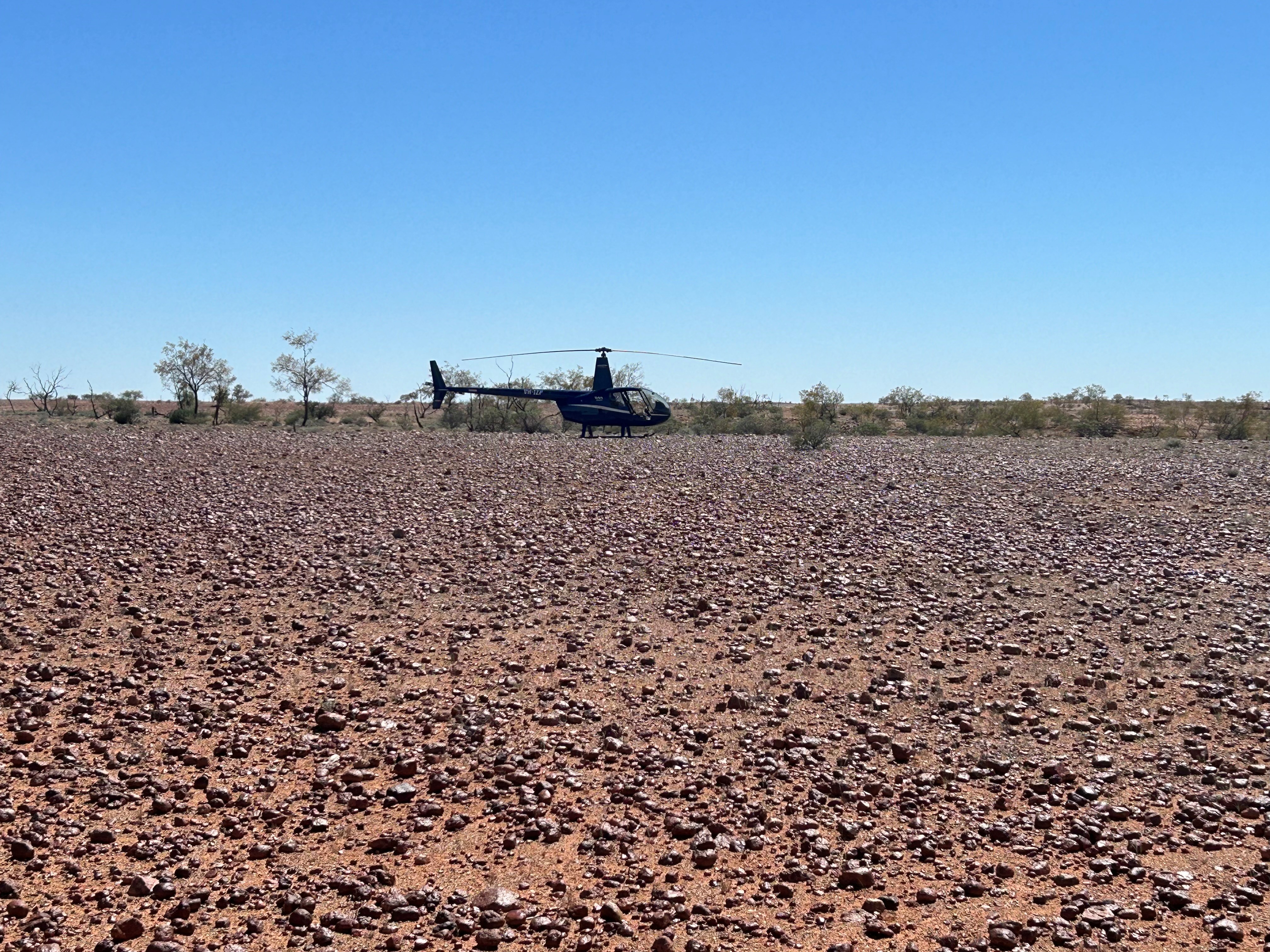 Mustering cattle by helicopter in the Australian outback