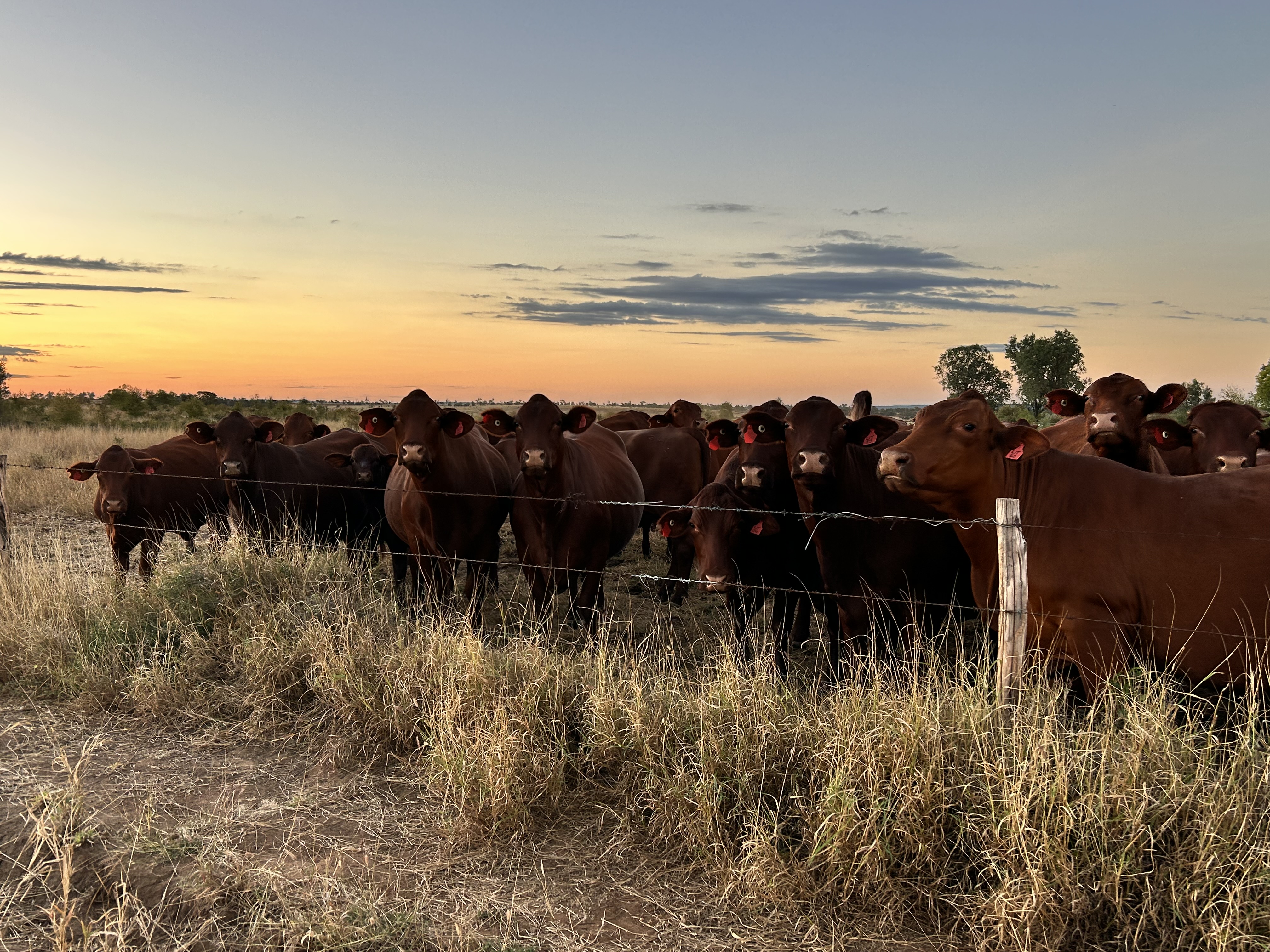 Cattle grazing at Iona Downs in Central Queensland