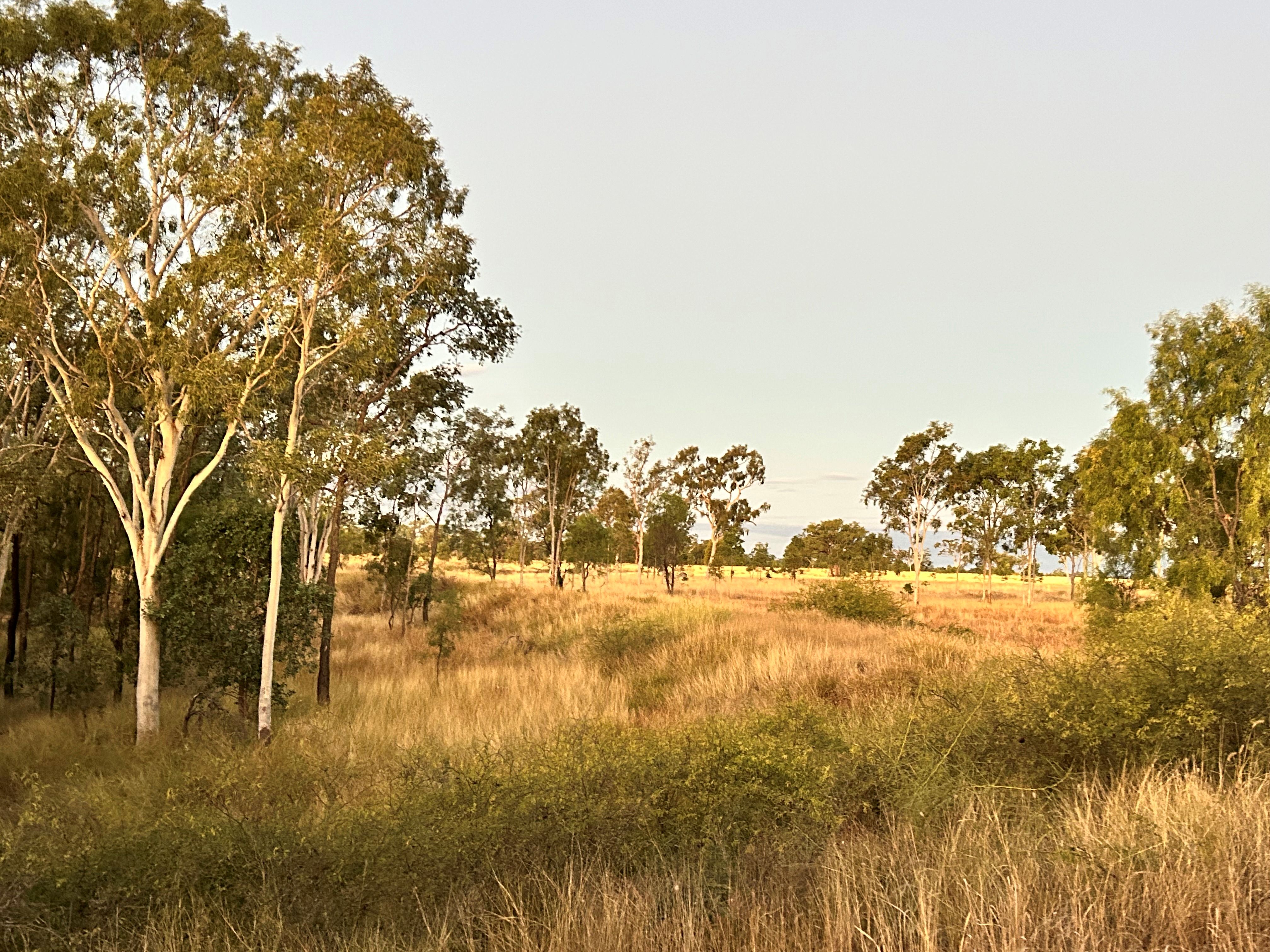 Rural landscape at Iona Downs near Emerald, Central Queensland