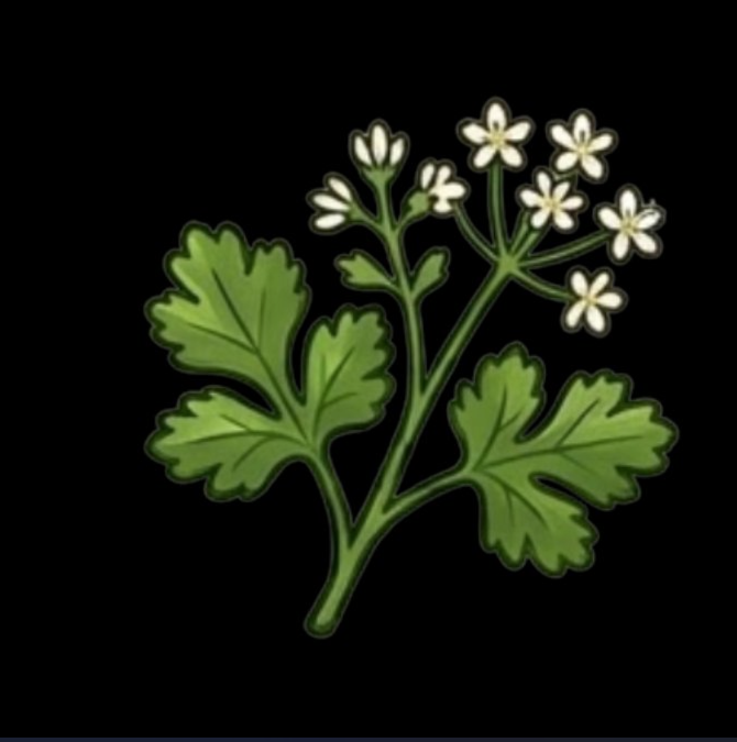 Coriander
