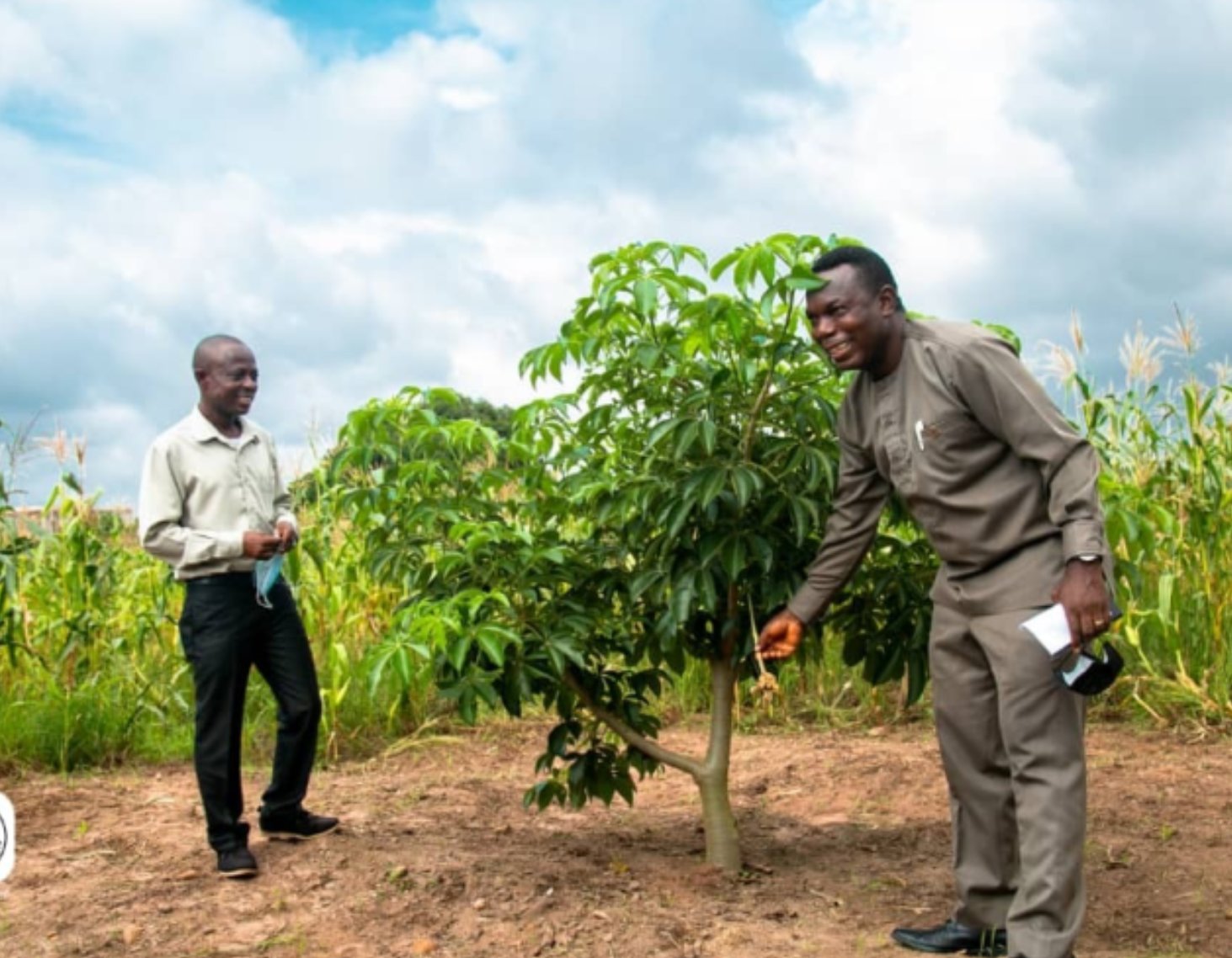Bayab Gin one million trees baobab reforestation project