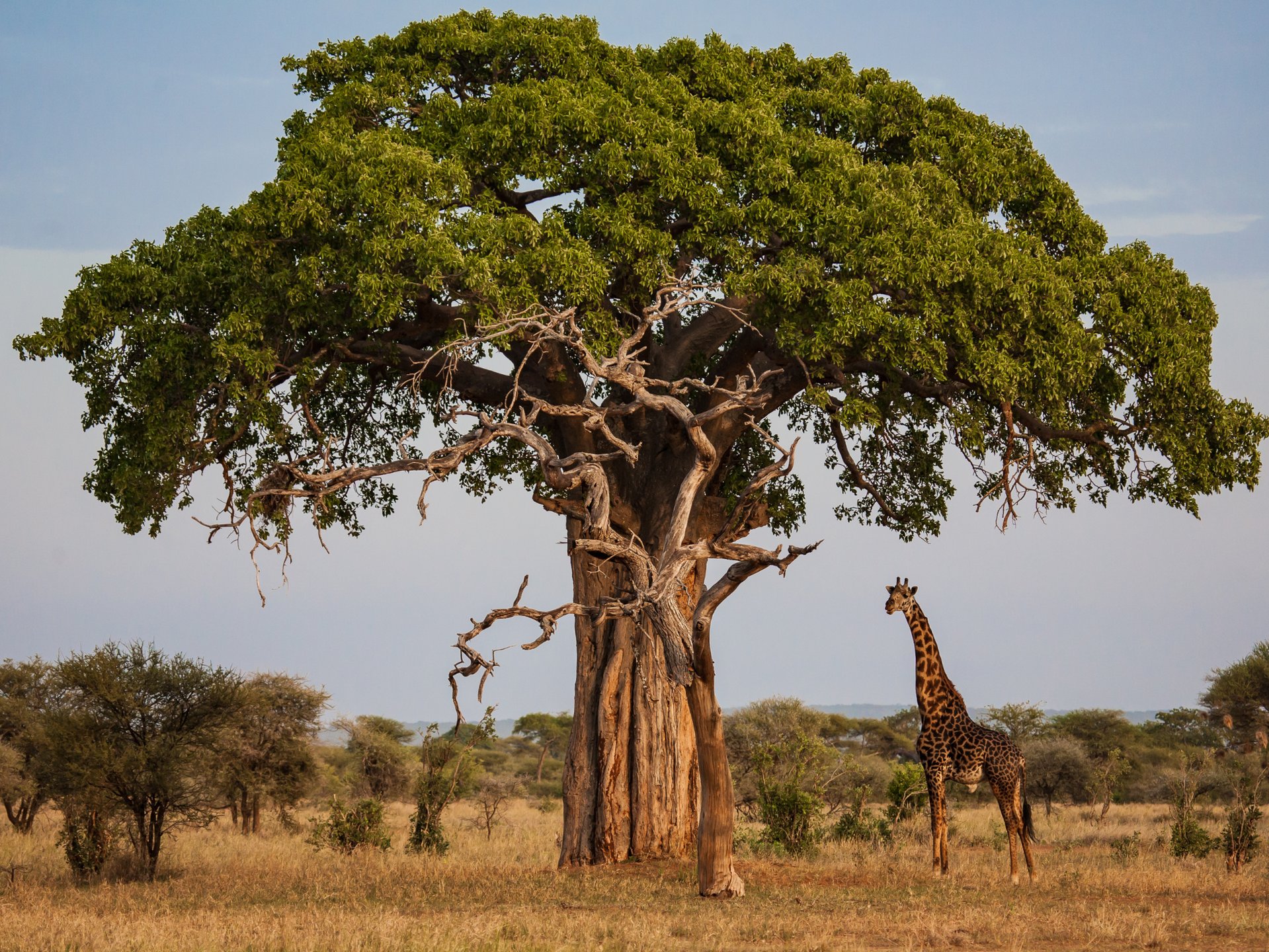 Ancient baobab tree - Africa's Tree of Life