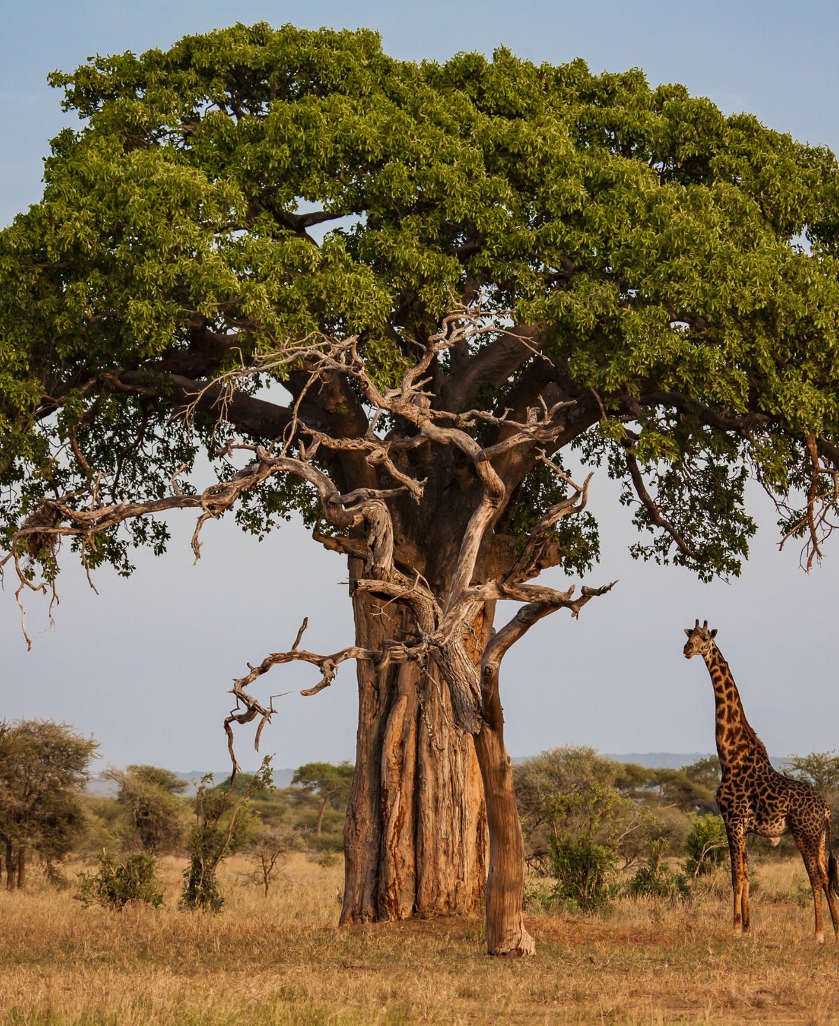 Baobab tree and fruit - the heart of Bayab Gin