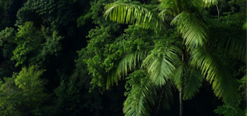 Dense forest with lush green trees including a prominent palm tree on the right side.