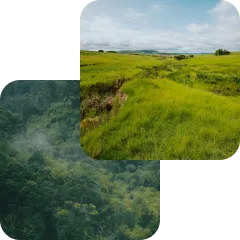 Two photos showing a misty green forest and a sunny grassy field under a cloudy sky.