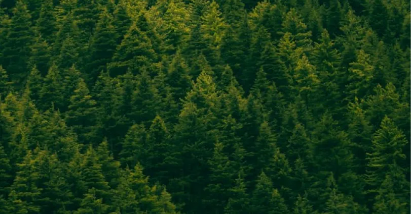 Dense forest of closely packed green pine trees.