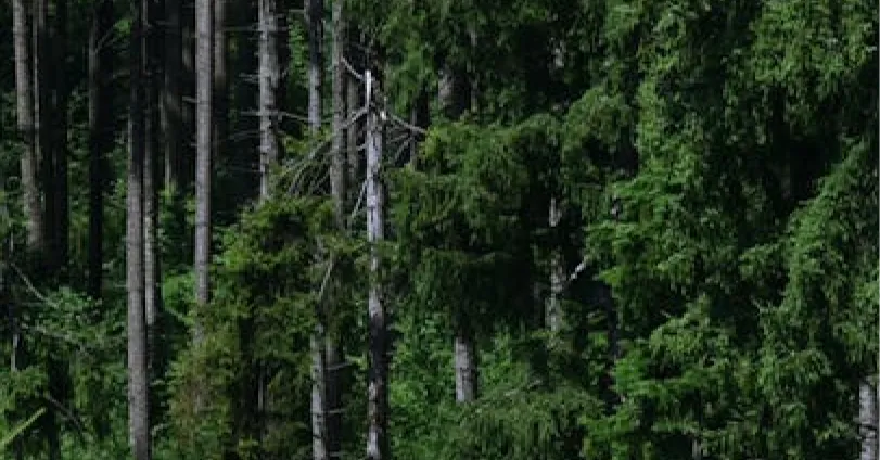 Dense forest with tall pine trees and thick green foliage.