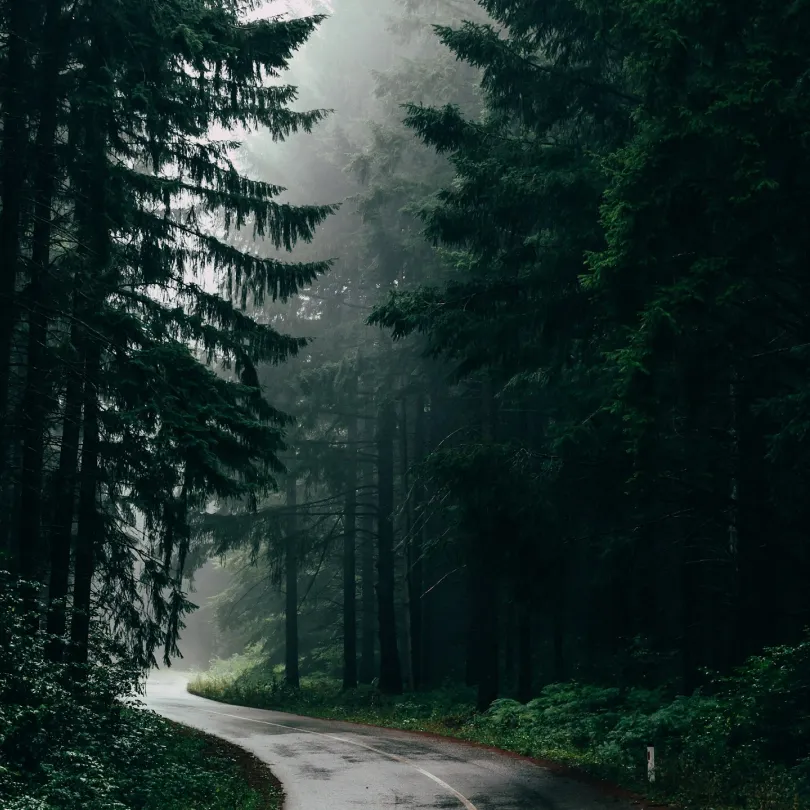Winding road through a dense, misty forest with tall evergreen trees on both sides.