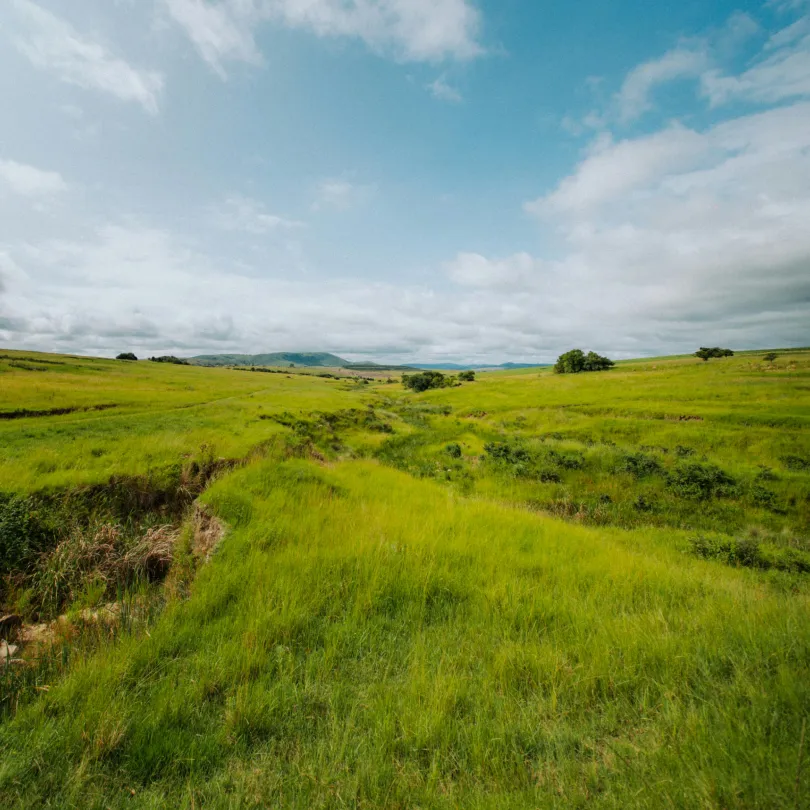 Vast green grassy field with scattered bushes and hills under a partly cloudy blue sky.