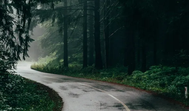 Wet winding road surrounded by dense forest with tall trees and green foliage in misty weather.