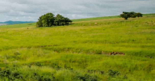 Green grassy field with a few scattered trees under a cloudy sky.