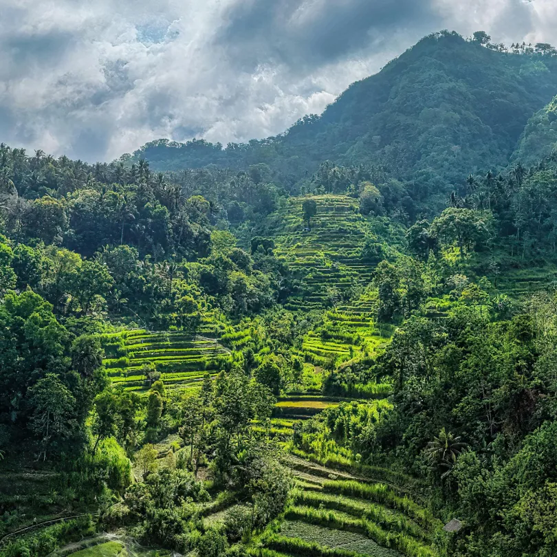 Terraced green fields on hillside with dense forest and cloudy sky above mountainous terrain.