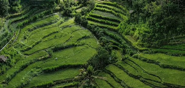 Green terraced rice fields on a hillside surrounded by dense tropical vegetation.
