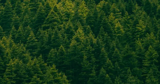 Dense evergreen forest with closely packed pine trees under natural light.