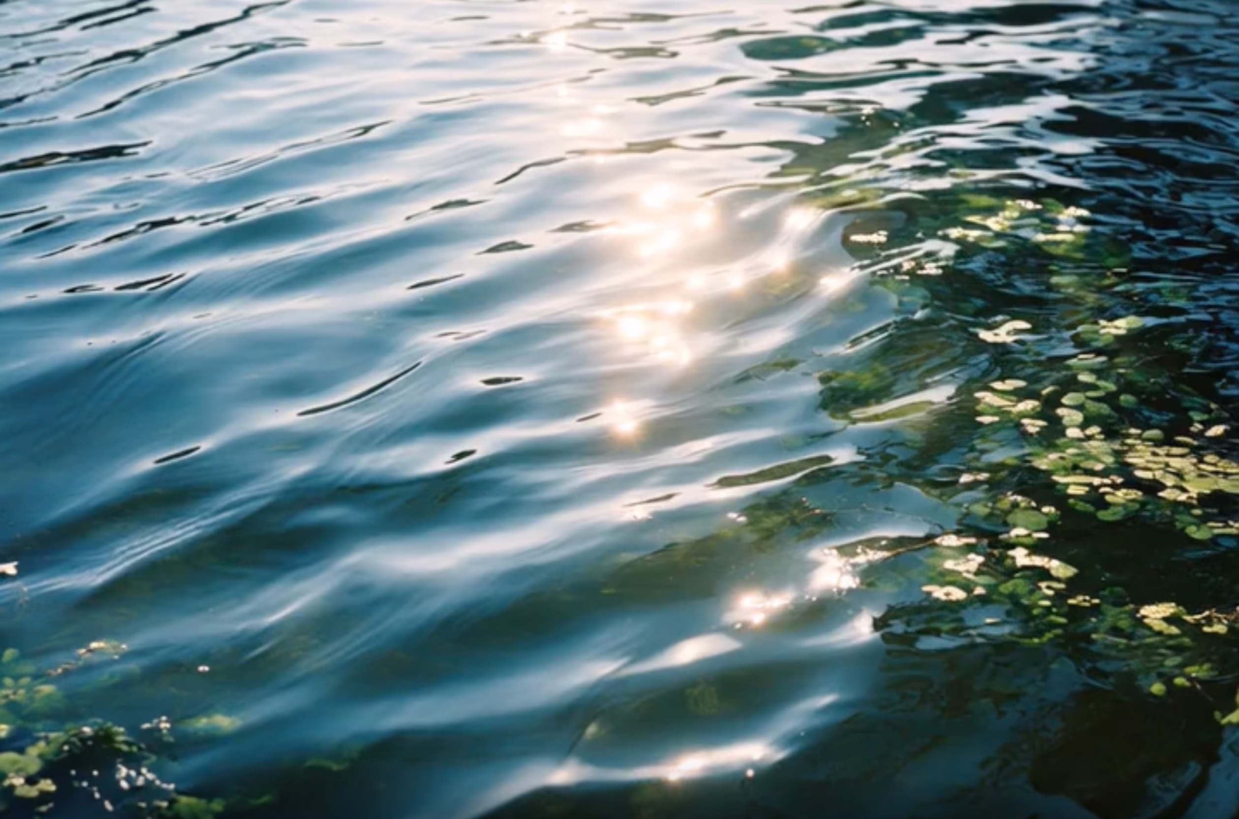 Sunlight reflecting on rippling water with green plants visible beneath the surface.