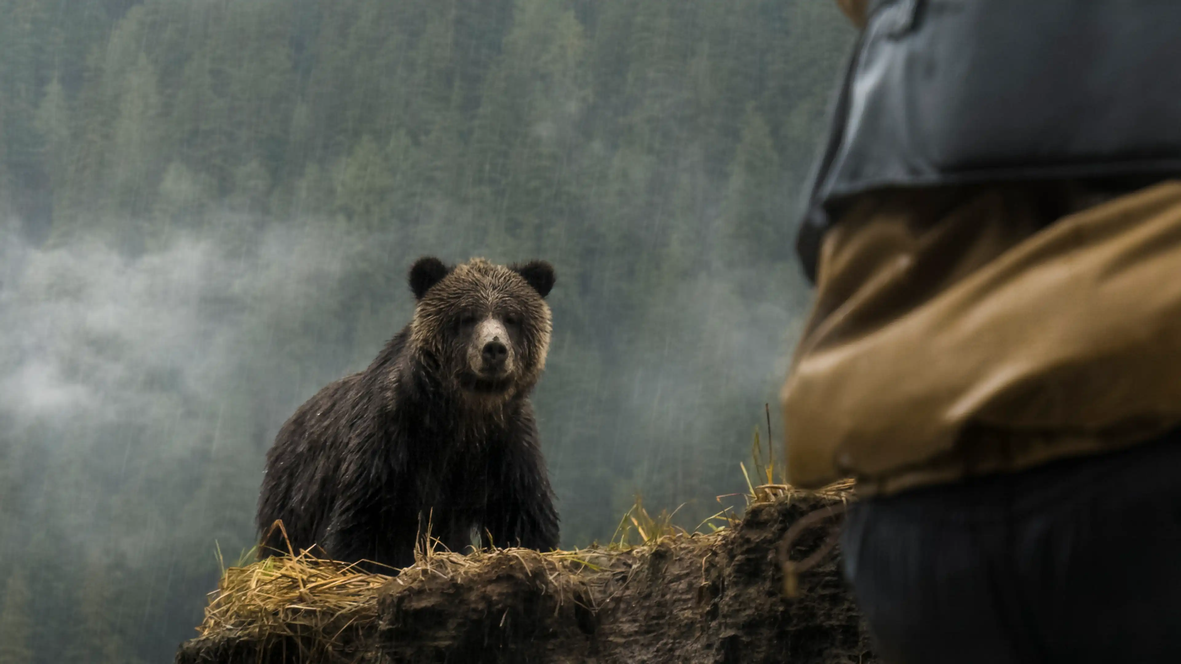Wrong Lens, Right Bear: Filming the Great Bear Rainforest