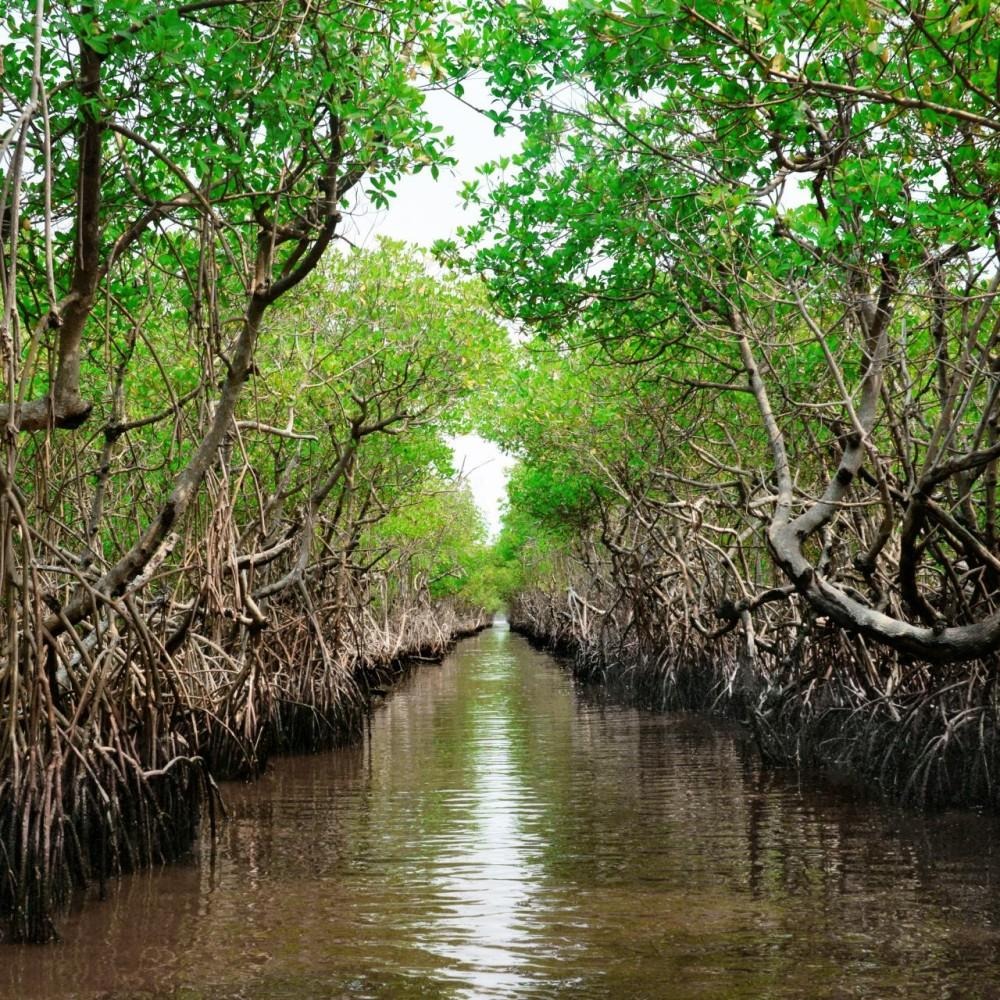Mangrove forest