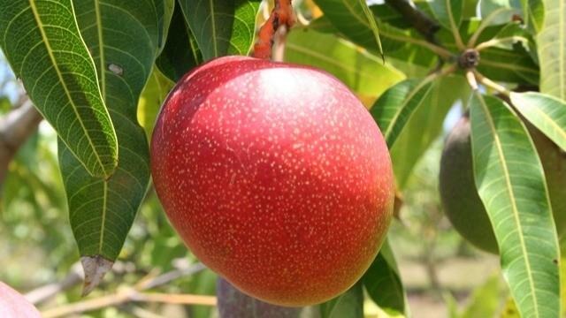 Meet the Haden mango: the result of continuous experimentation that reshaped the mango industry