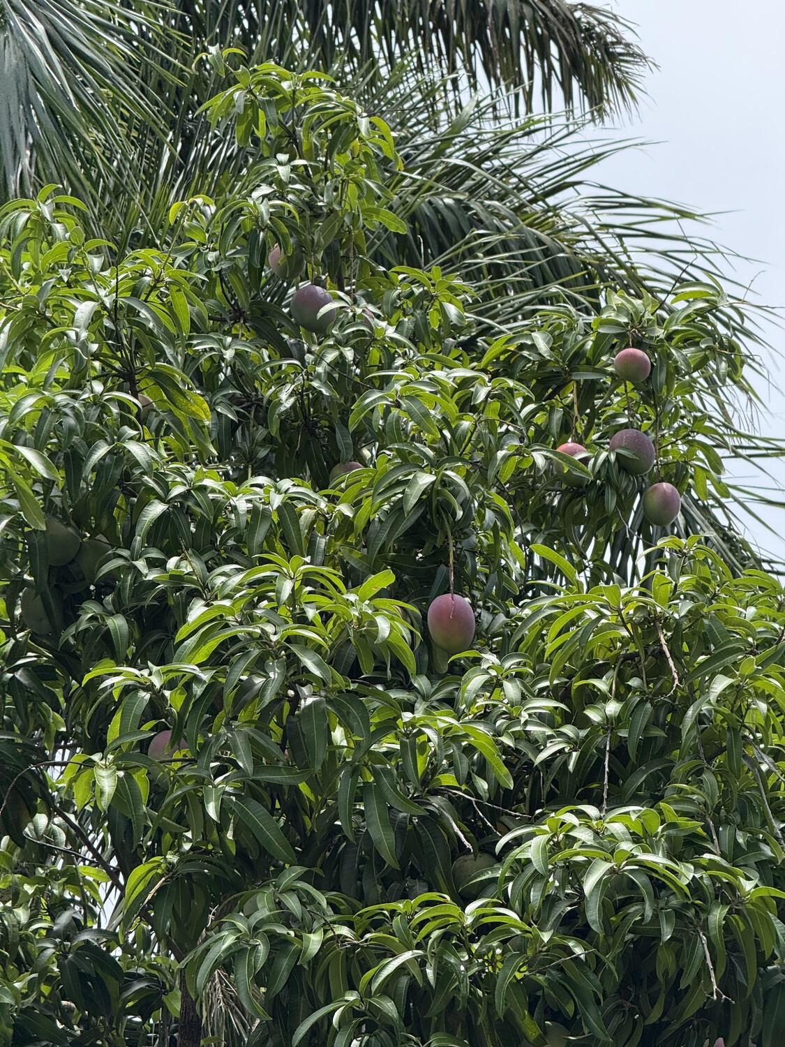 Picture of my neighbor's mango tree