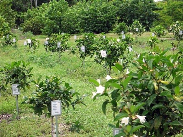 Germplasm collection at the USDA Subtropical Horticulture Research Station at Chapman Field