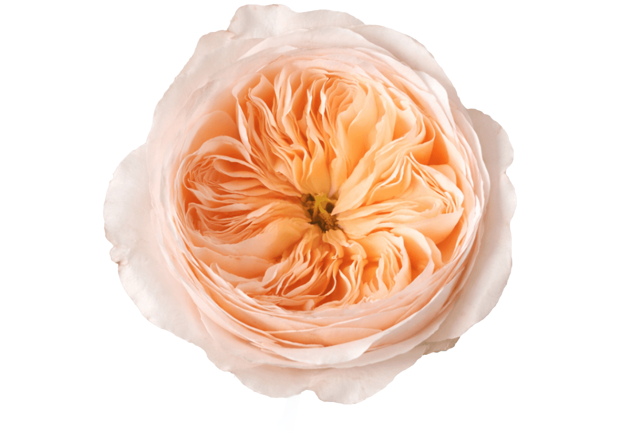 The Juliet rose