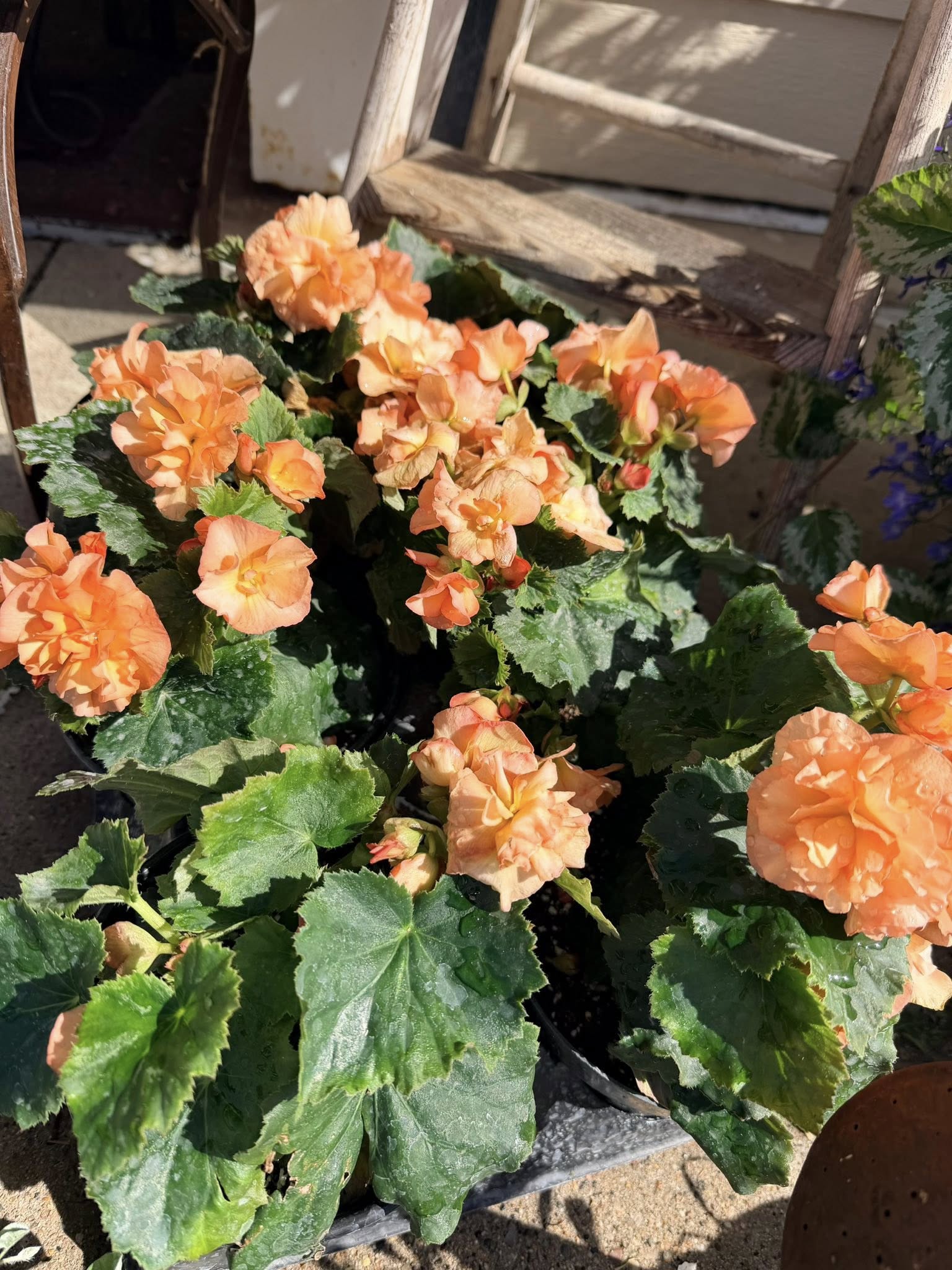 Plant