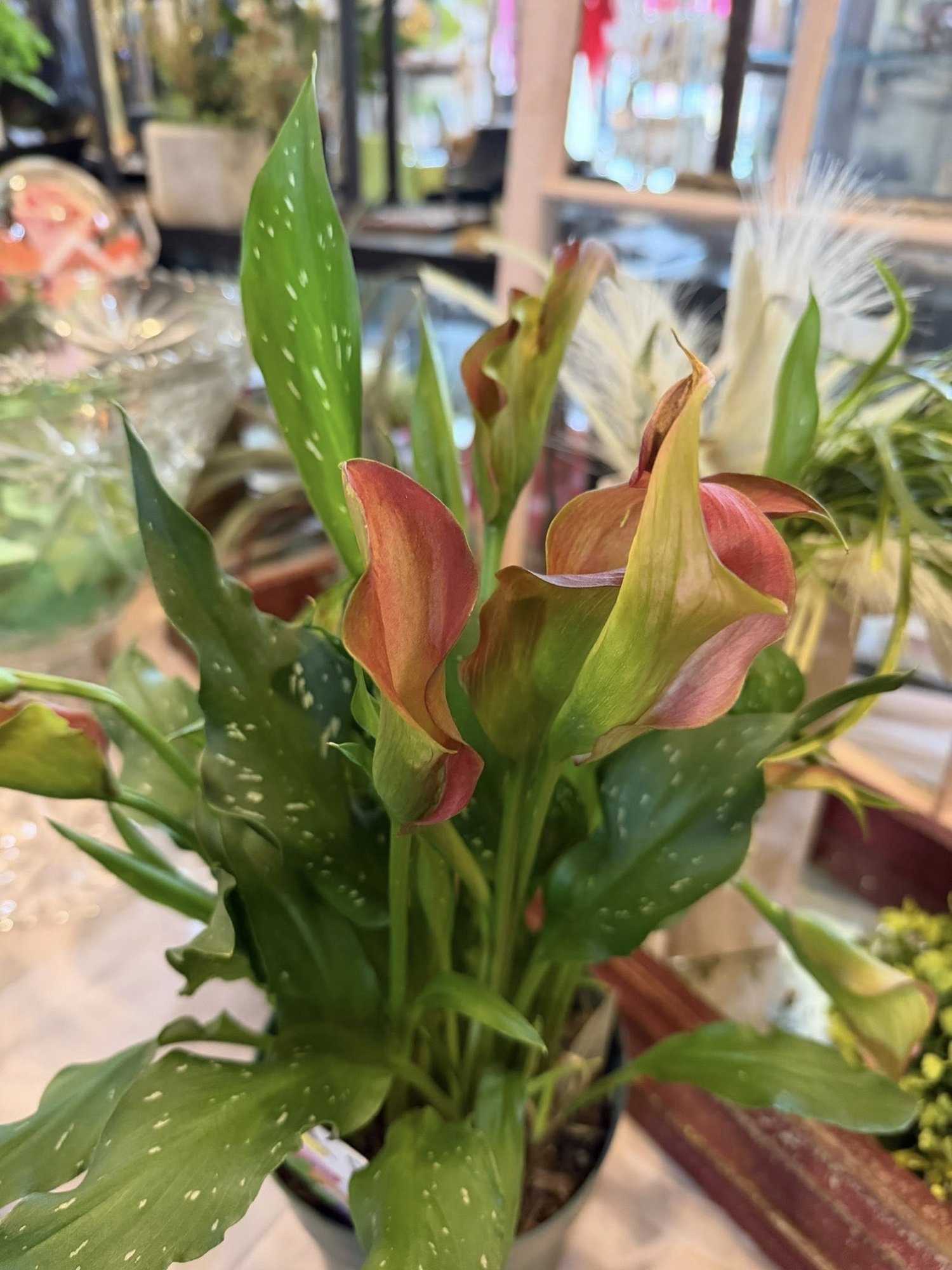 Calla lily blooms