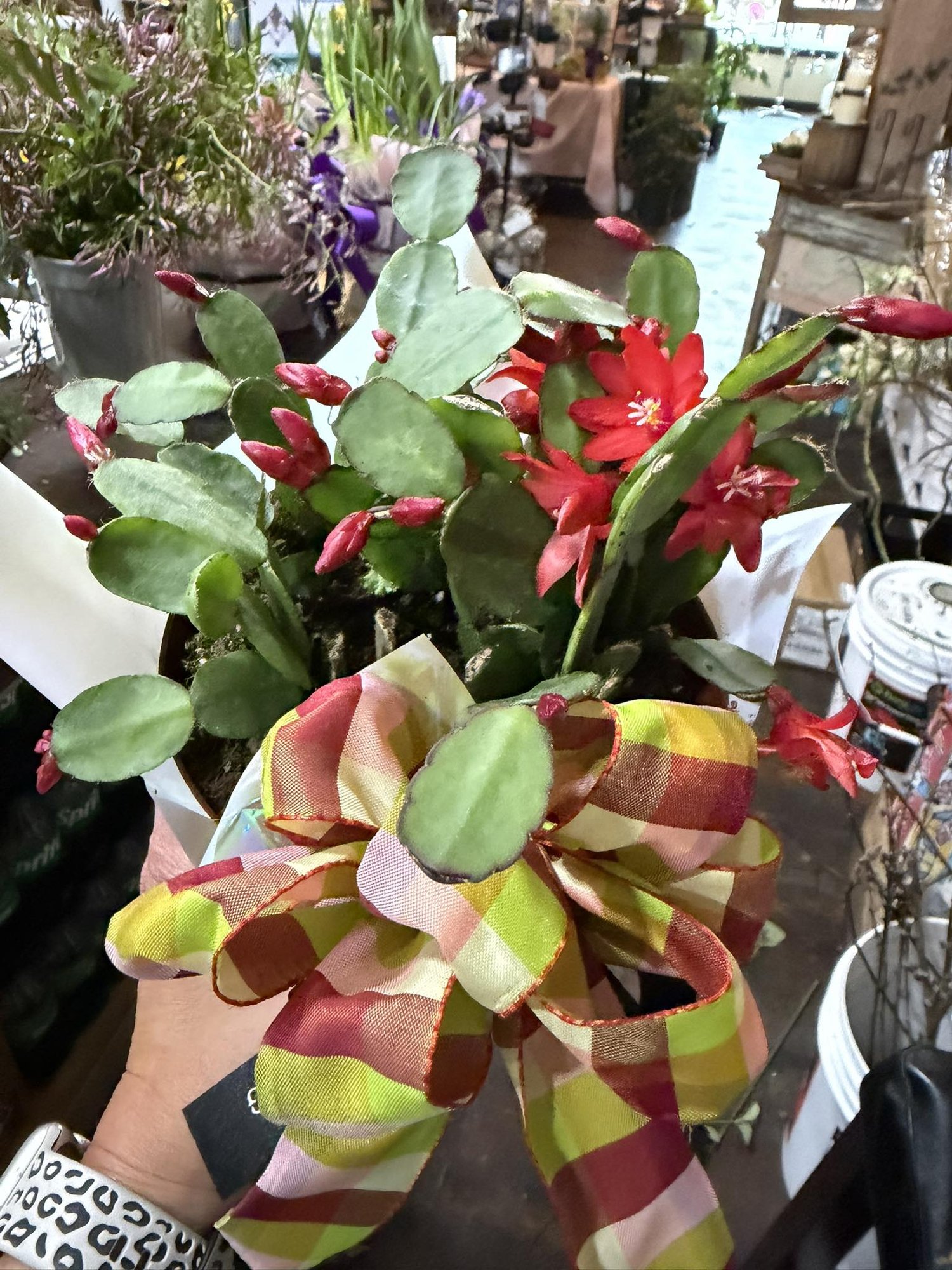 A Christmas cactus in full red bloom at Simply Blooming