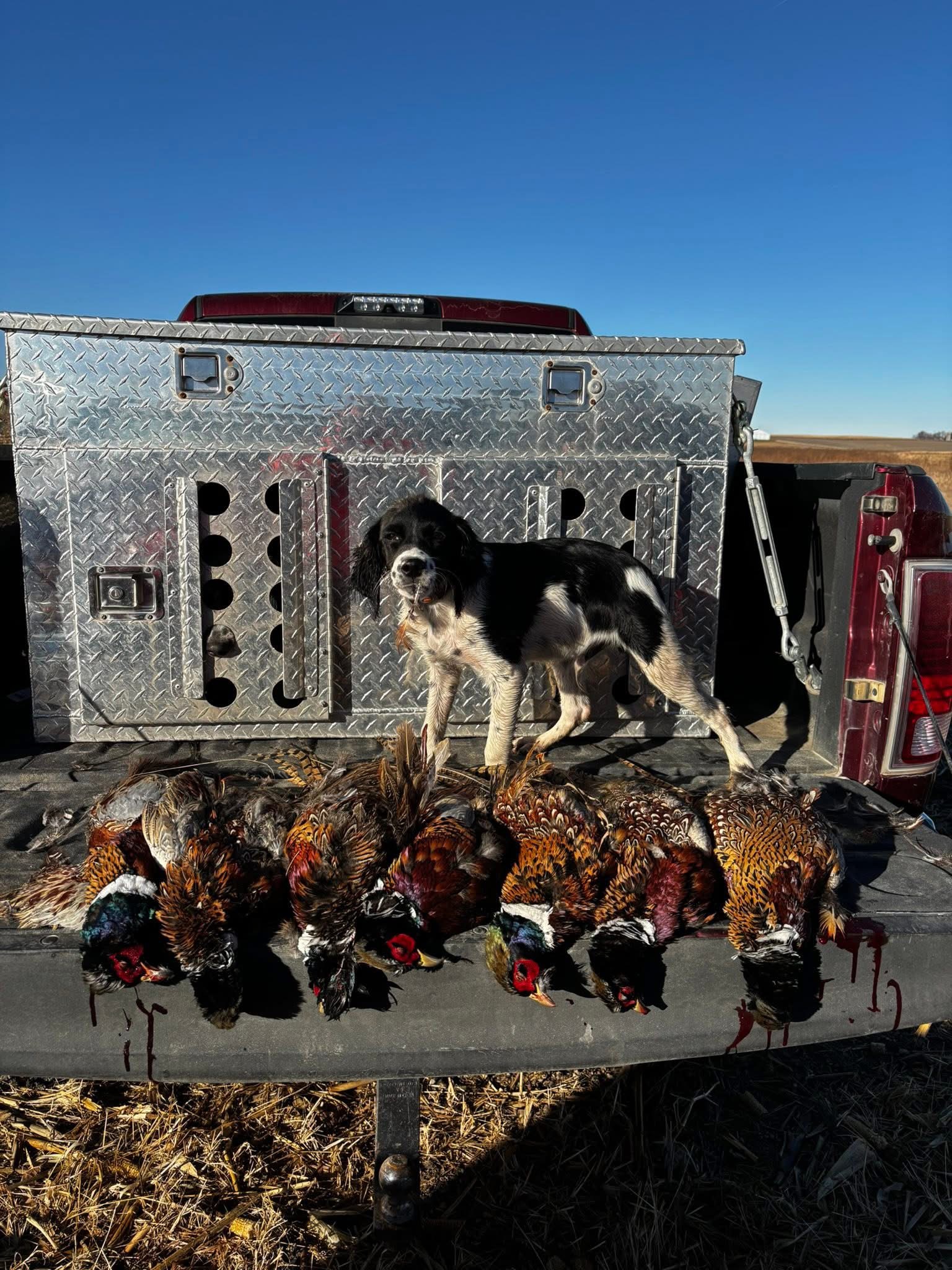 Aksel the Épagneul Breton puppy with a tailgate of rooster pheasants