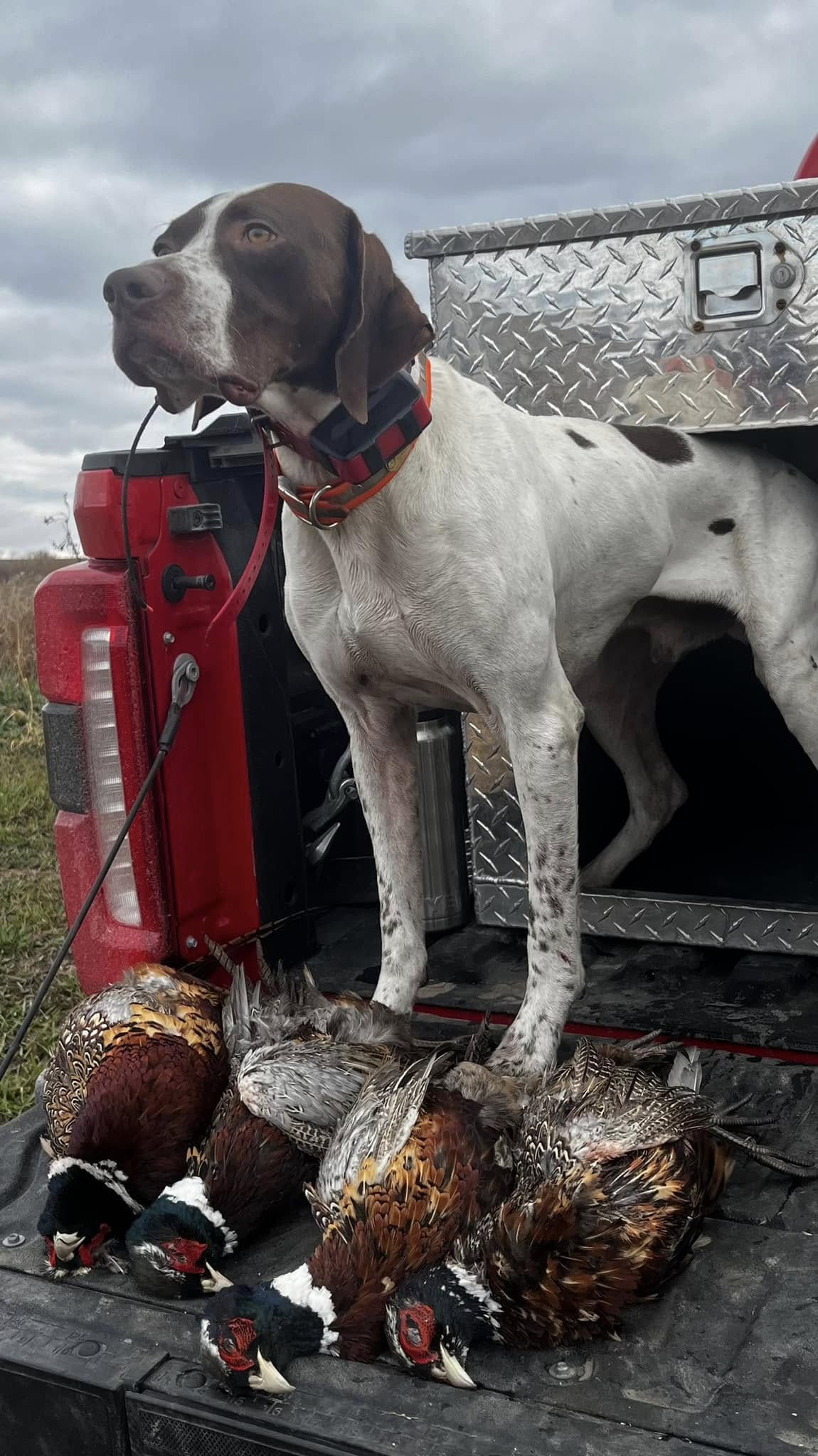 Duke the English Pointer in the truck bed after a pheasant hunt