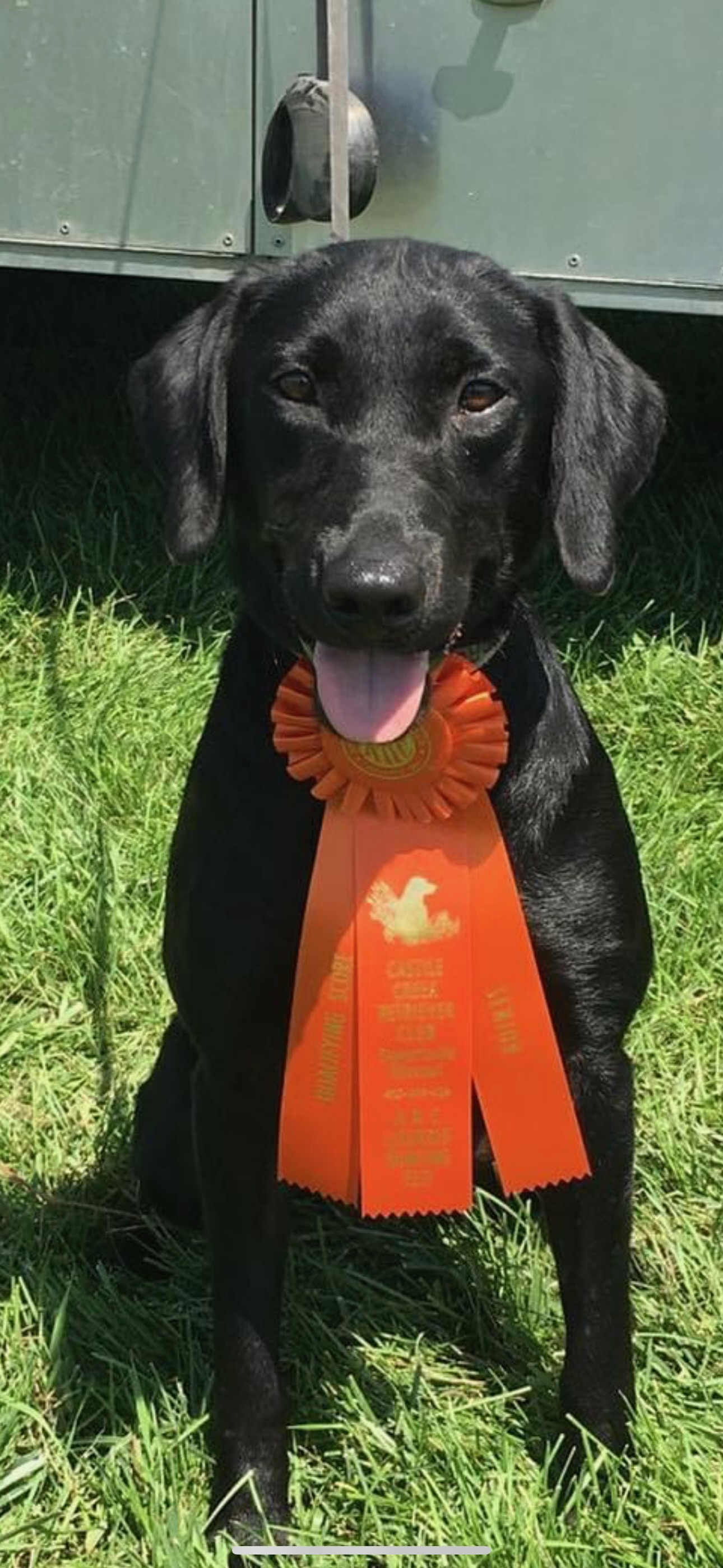 Queen Bee the black Labrador with her hunt test ribbon