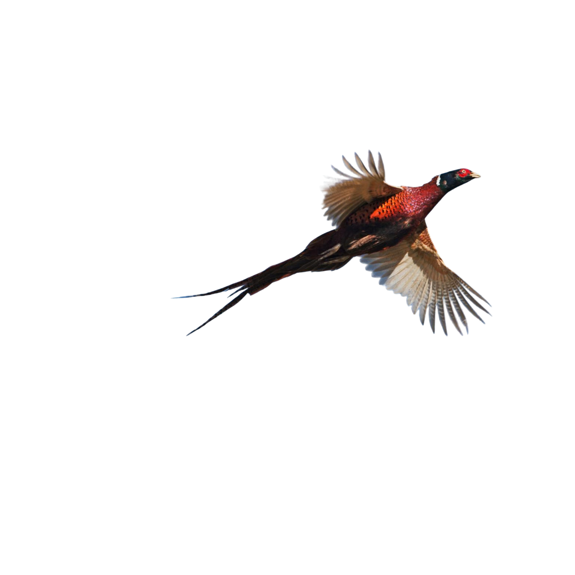 Rooster pheasant in flight