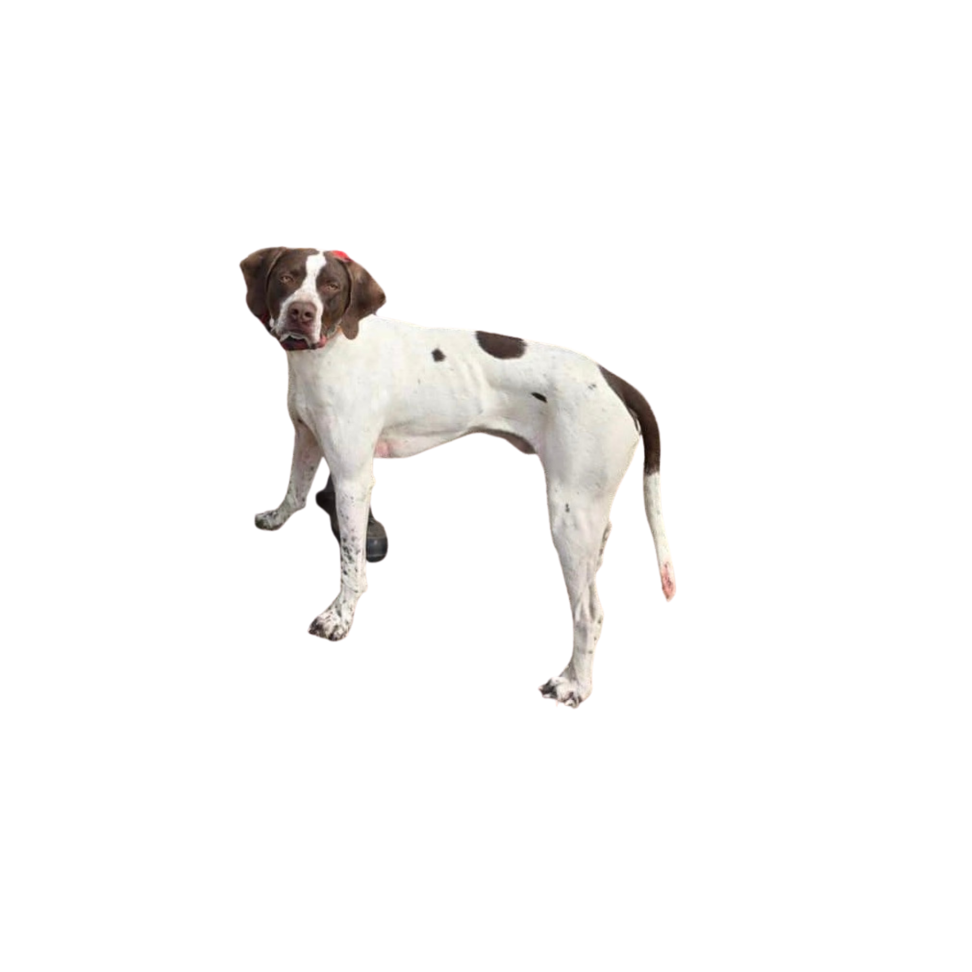 Duke