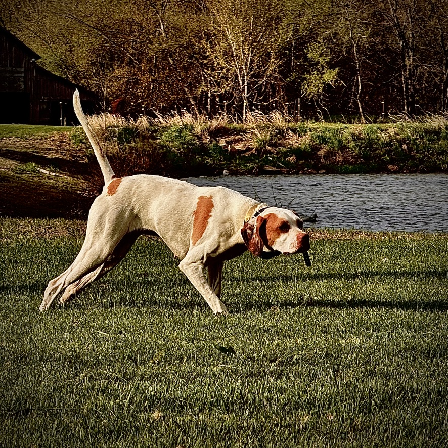 Kota the English Pointer