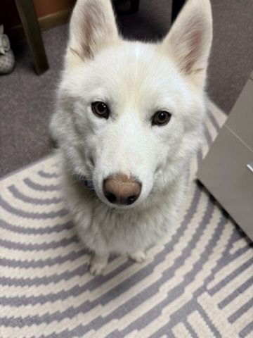 River, allegedly a Pomsky