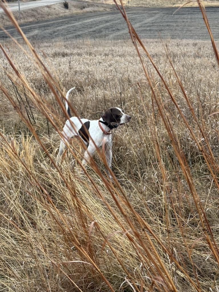 Duke locked on point in the tall grass