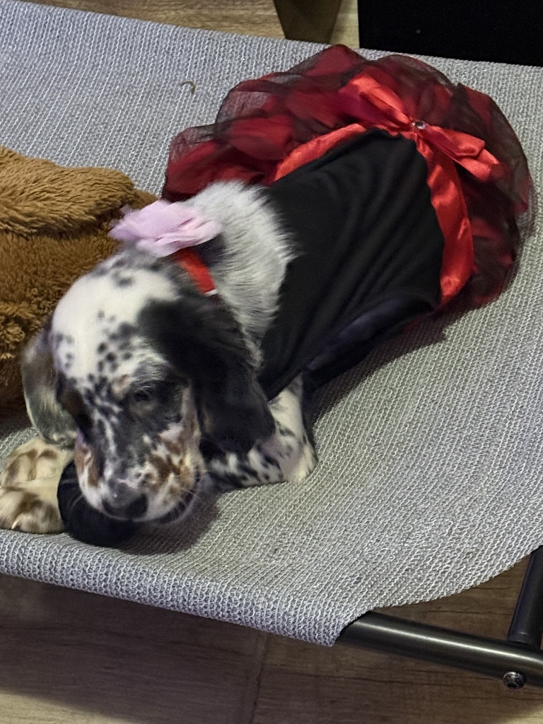 Lady the English Setter