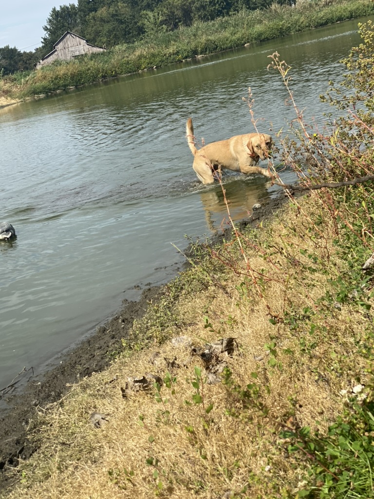 King the yellow Labrador coming out of the water
