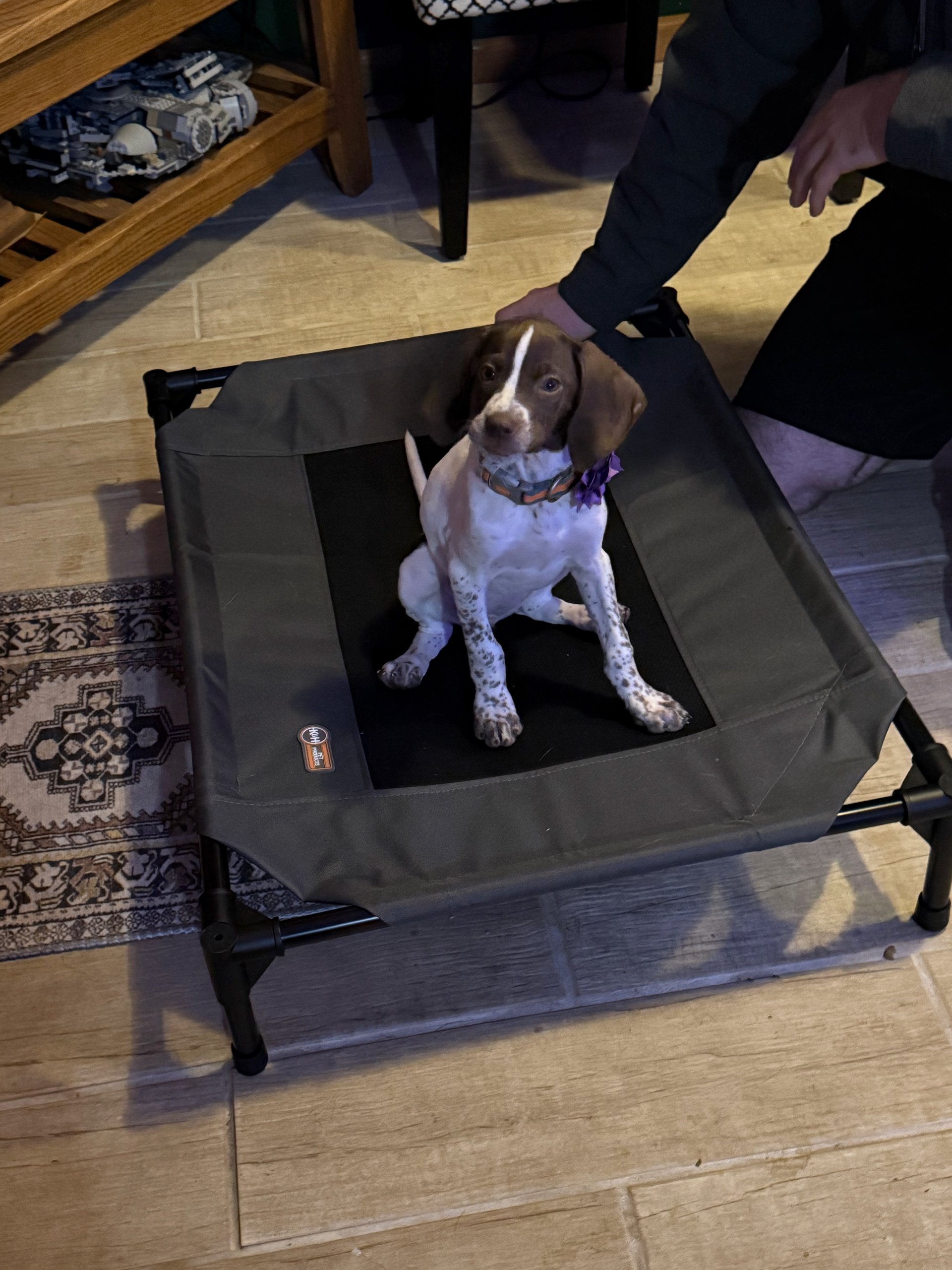 Bella the English Pointer puppy on a place cot