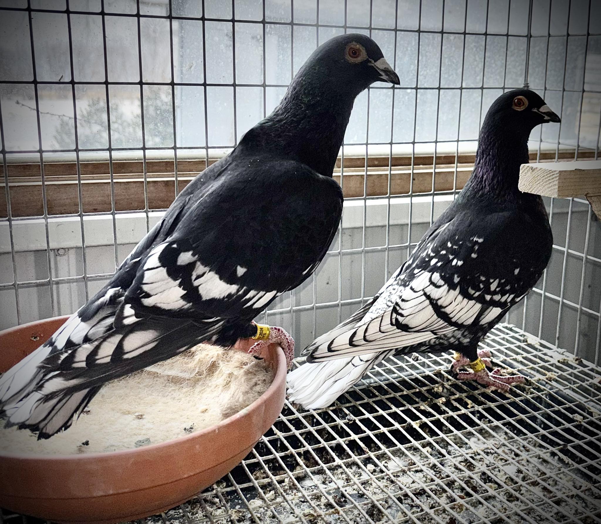 Black laced pigeons nesting in the loft