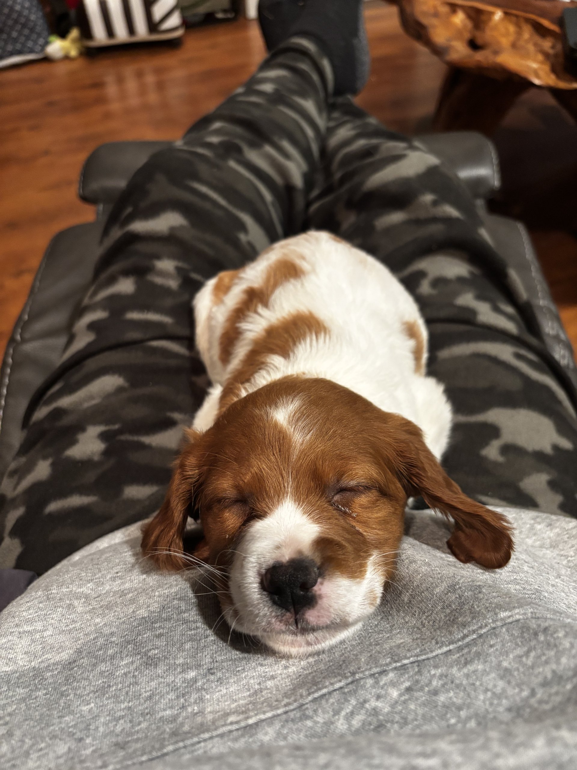A Brittany puppy napping on a lap