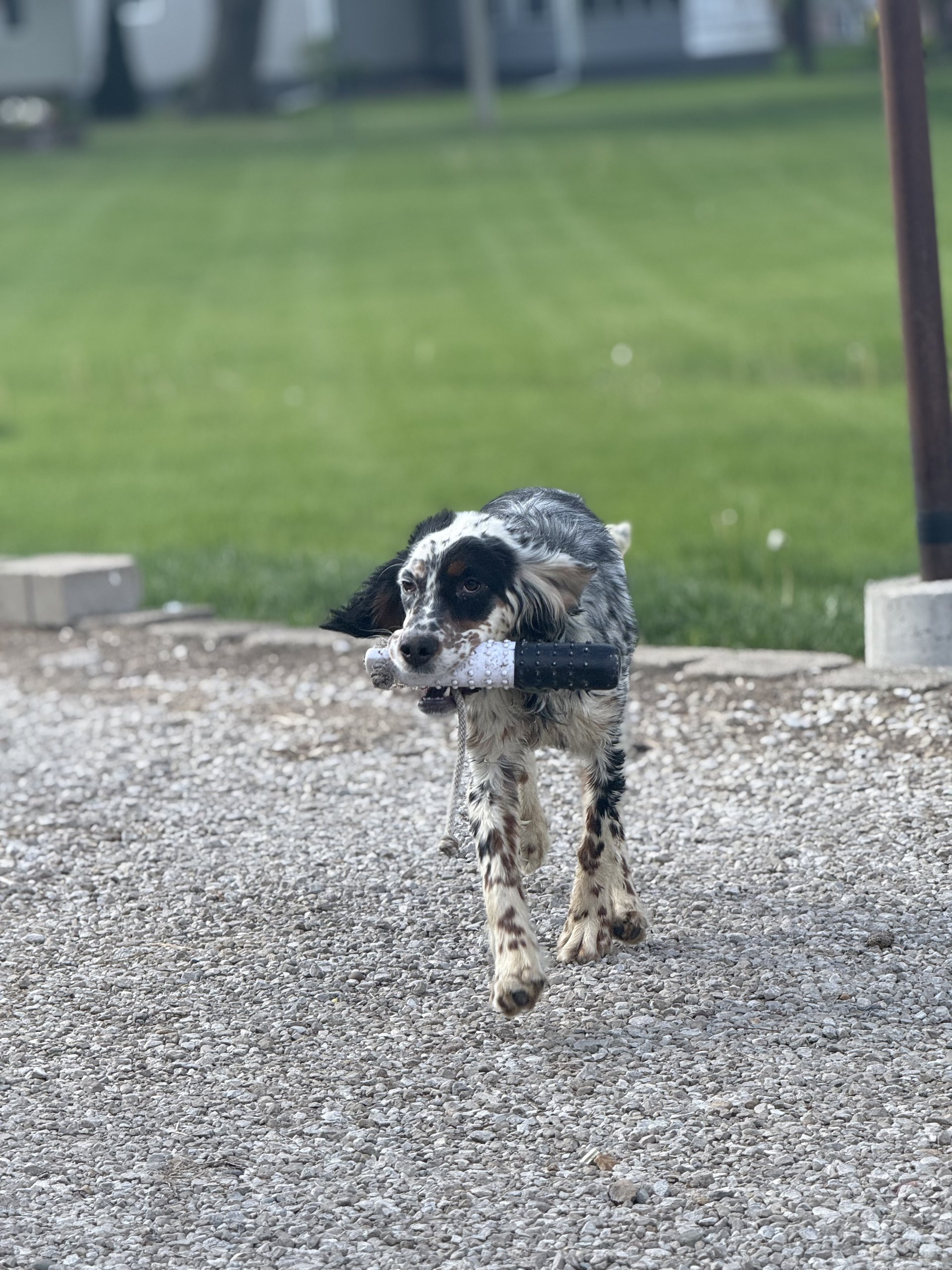 A setter driving back with a bumper