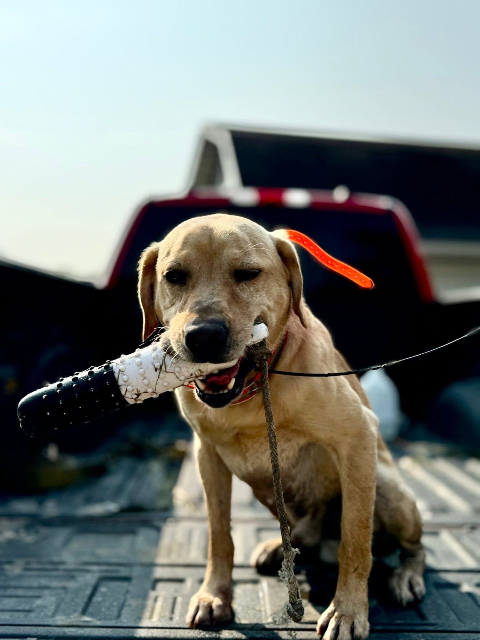 King the yellow Labrador