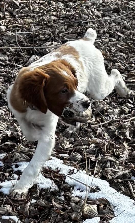 Addie the Épagneul Breton