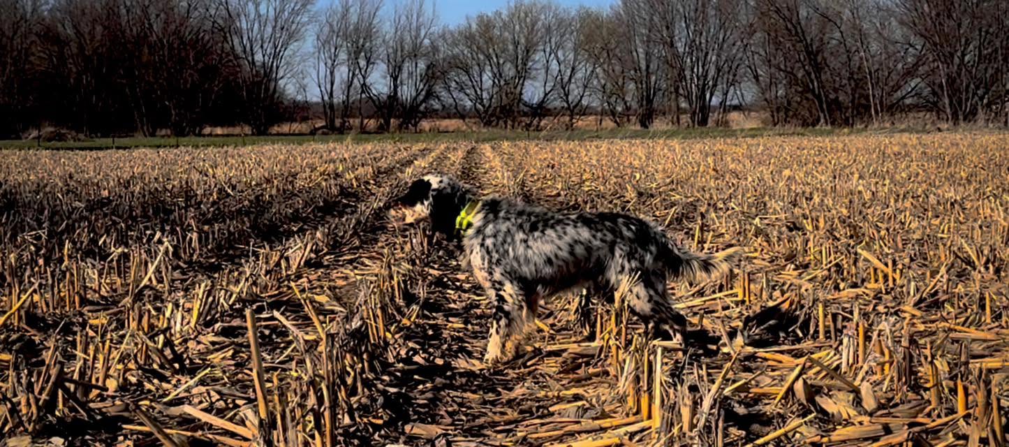 Moose the English Setter