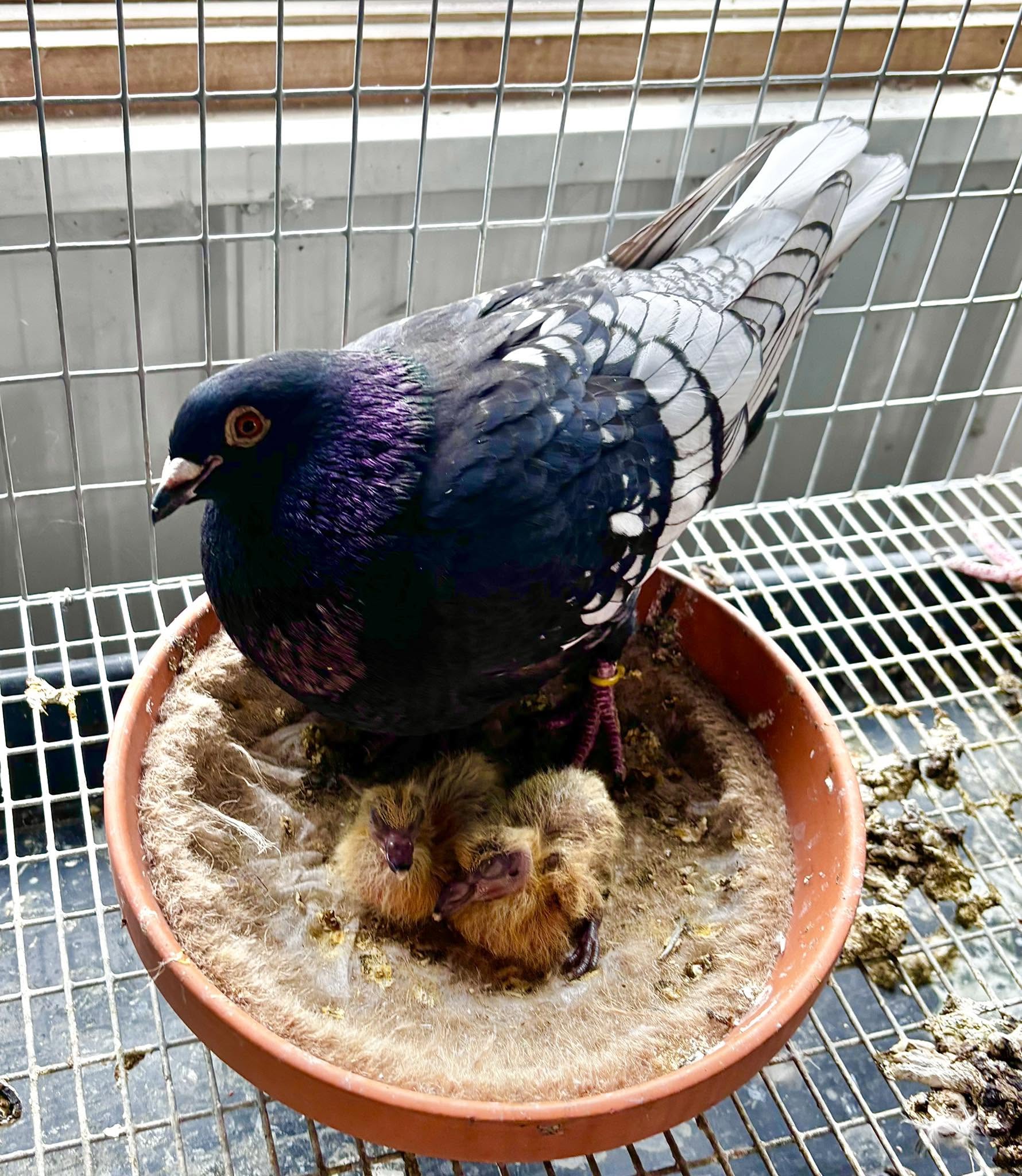 A Wolf Creek color pigeon
