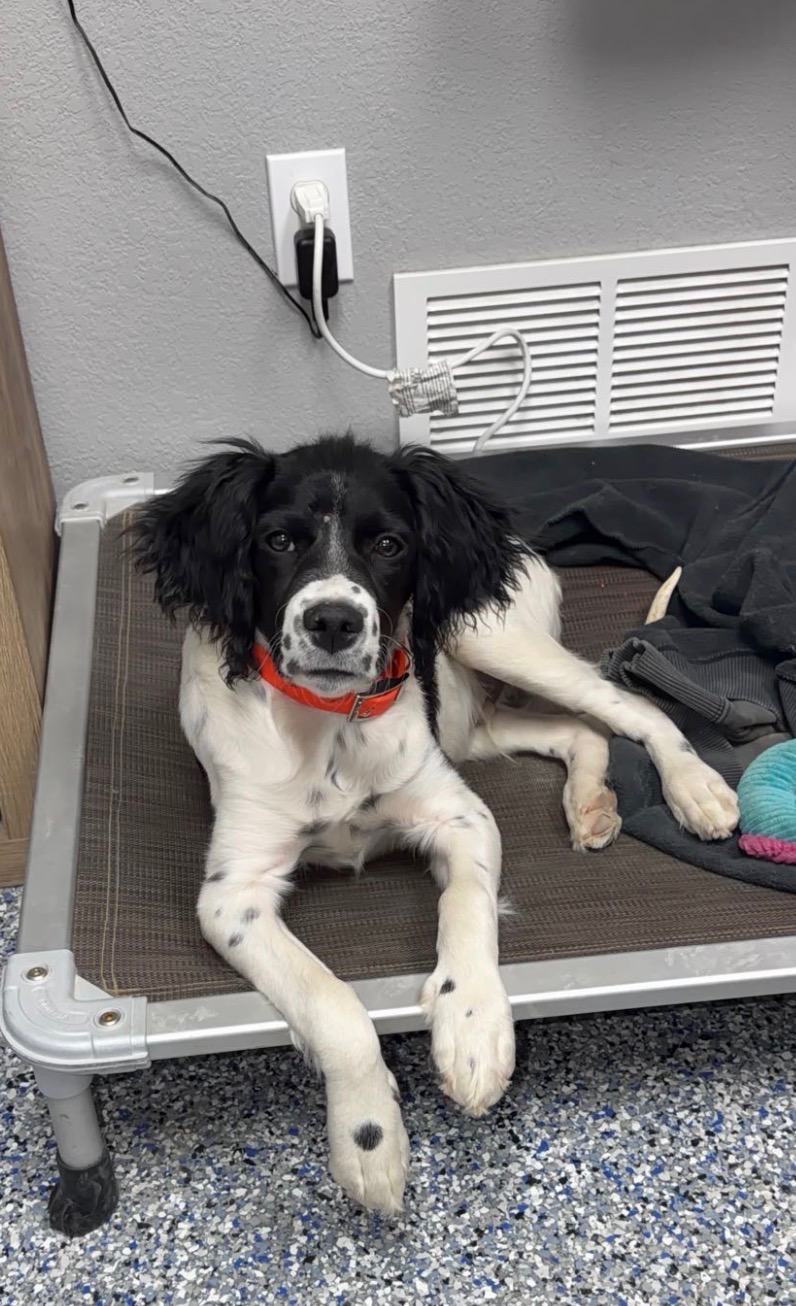 Aksel the Épagneul Breton on his place cot in his orange collar