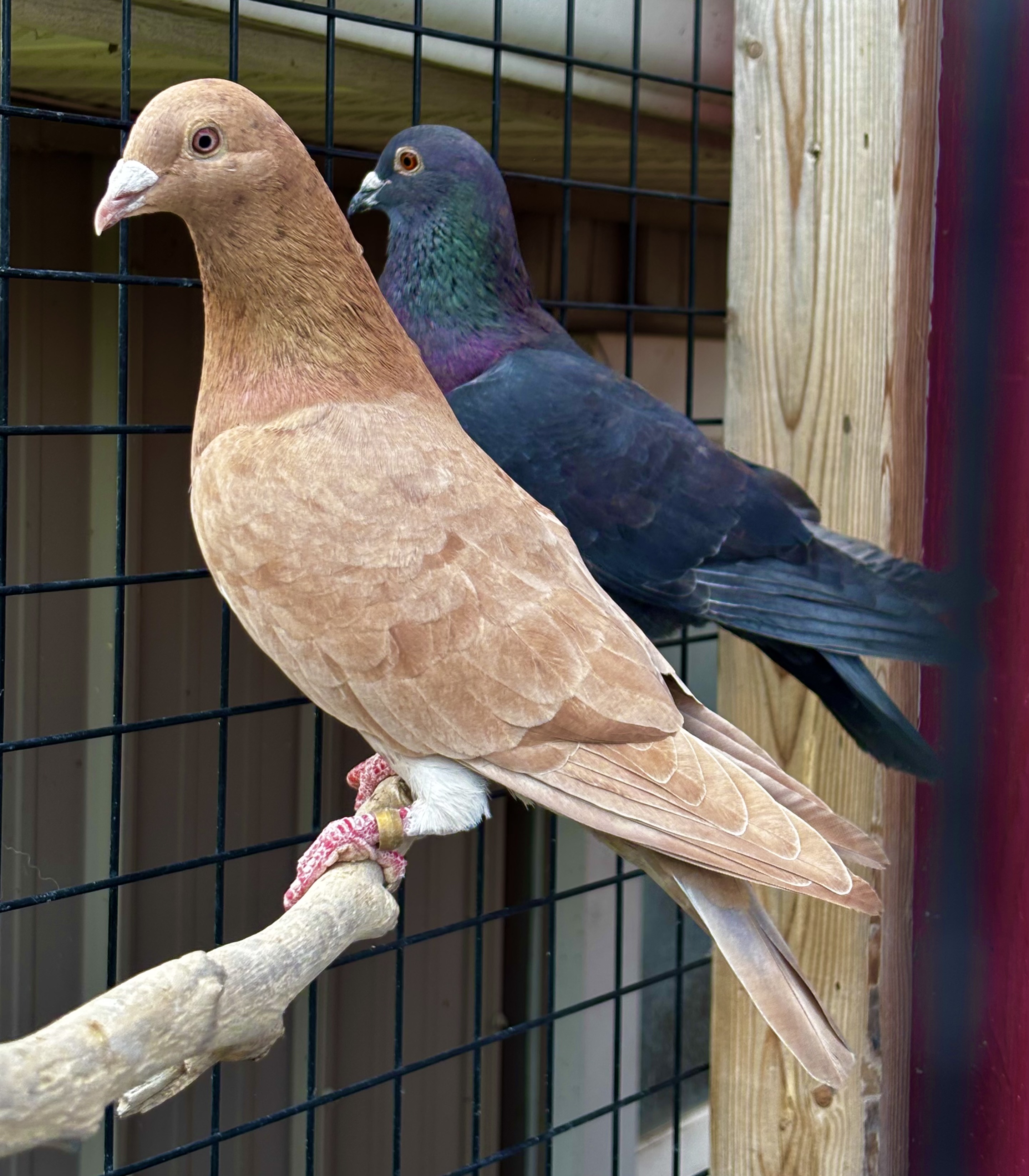 Wolf Creek Lofts pigeon